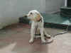 dscn0690k.jpg (54212 bytes)